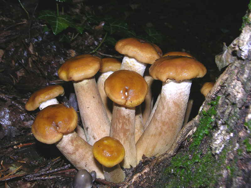 Armillaria mellea